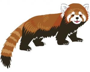 レッサーパンダの画像