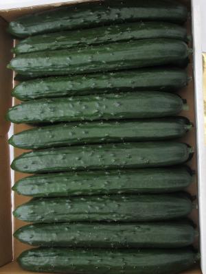 きゅうりの画像