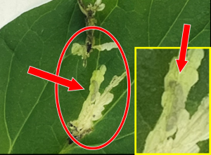 トマトの葉の食害痕及び幼虫の画像