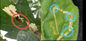 葉の被害の画像