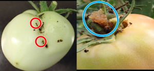 果実の被害の画像