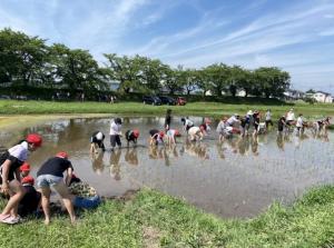 小学生の農業体験の画像