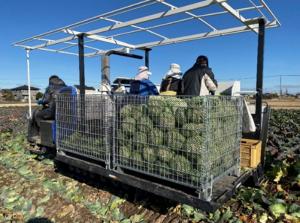 大型作業機(キャベツ収穫機)の画像