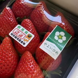 斉藤農園いちごの写真