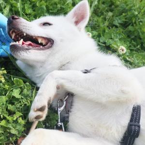 収容犬の顔写真1