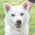 収容犬カラマロくんの顔写真
