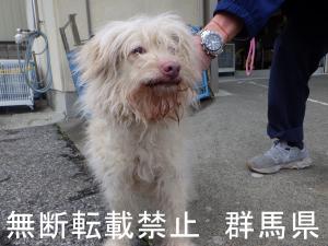 保護している犬の写真1