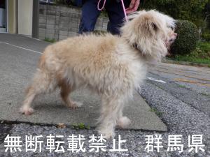 保護している犬の写真2
