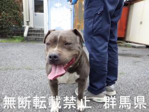 保護している犬の写真1