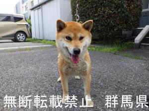 保護している犬の写真1