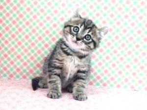 猫の写真１