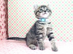 猫の写真２