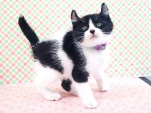 猫の写真１