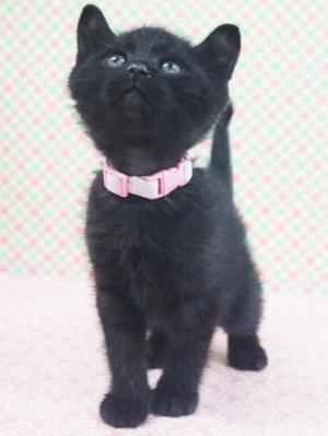 猫の写真2