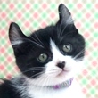 猫の写真（ダンテ）
