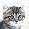 猫の写真（ジゼル）