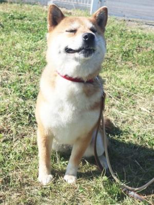収容犬前からの写真