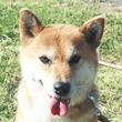 収容犬メイサちゃんの顔