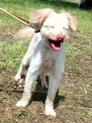 収容犬前からの写真
