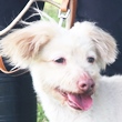 収容犬ピンキーちゃんの顔