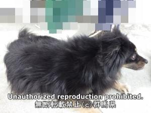 保護している犬の横側の写真