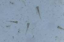 ギンブナのふ化仔魚の写真