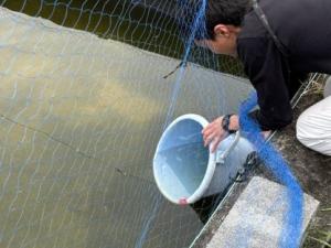池にふ化仔魚を放す様子の写真