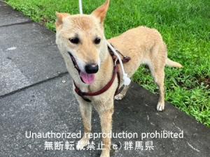 収容犬写真