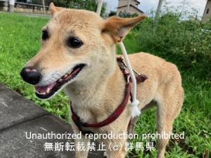 収容犬顔写真