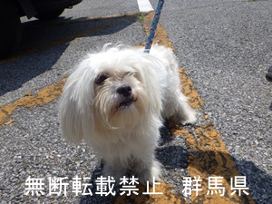 保護している犬の写真1