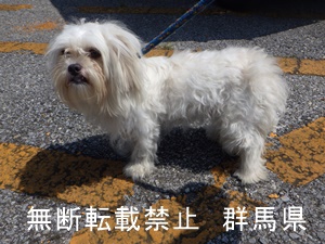 保護している犬の写真2