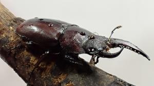 ノコギリクワガタ雌雄モザイク１