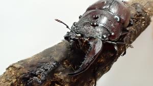 ノコギリクワガタ雌雄モザイク２