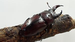 ノコギリクワガタ雌雄モザイク３
