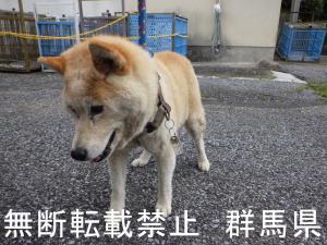 保護している犬の写真1