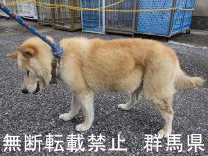 保護している犬の写真2