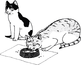 猫のエサの画像 猫のエサの画像