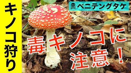 毒キノコに注意！画像1