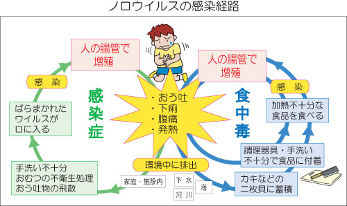 ノロウイルスの感染経路の画像