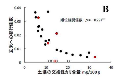 B:農研機構プレスリリース「玄米の放射性セシウム低減のためのカリ施用(平成24年2月24日)から引用:グラフ画像 B:農研機構プレスリリース「玄米の放射性セシウム低減のためのカリ施用(平成24年2月24日)から引用:グラフ画像
