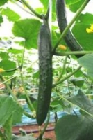 きゅうりの写真 きゅうりの写真