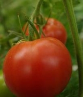 トマトの写真 トマトの写真