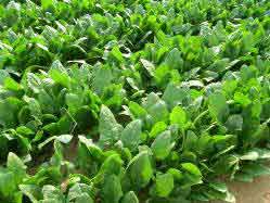 ほうれんそうの写真 ほうれんそうの写真