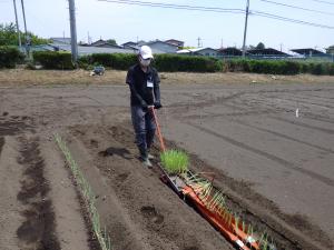 ネギ定植の様子の写真