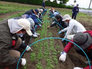 ネギ苗床除草の様子の写真